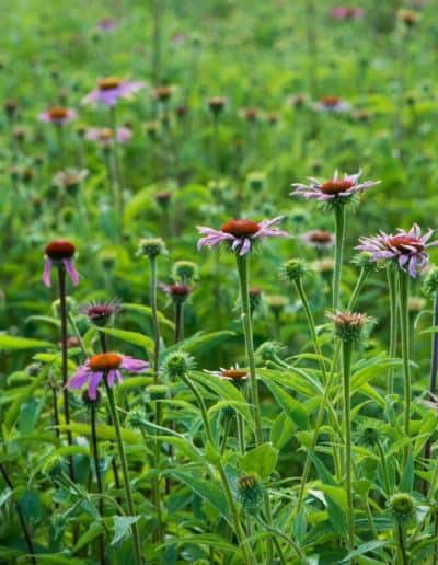 native landscaping cone flowers