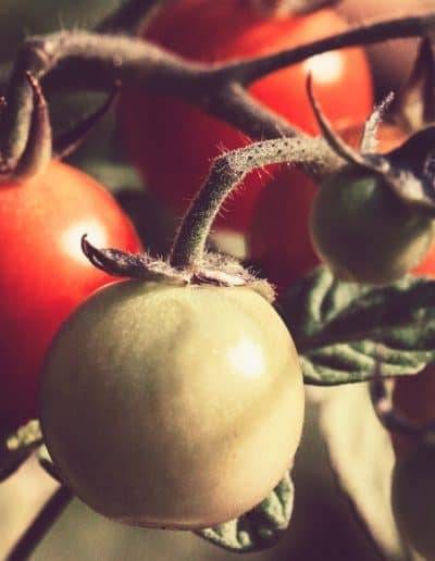 Tomatoe Gardening