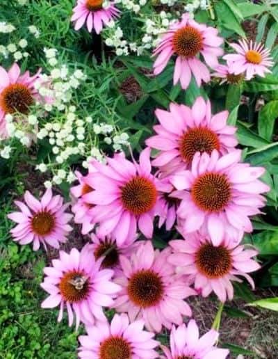 native landscaping