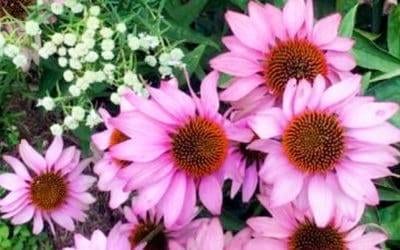 Native Landscaping Benefits