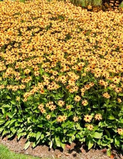 chicago landscaping