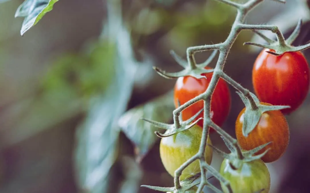 How To Start Gardening